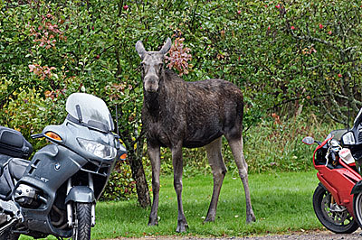 Elg ser på motorcykler på Alebo Pensionat