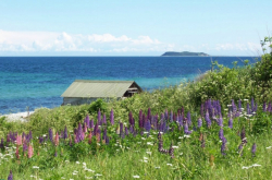 Sea-view-with-grass-and-flowers