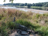 kaum Wasser in der Elbe