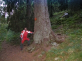 big tree in the forest