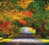 Tunnel Of Trees on M-119