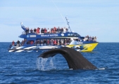 Kaikoura