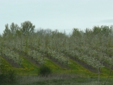 Frugtplantage