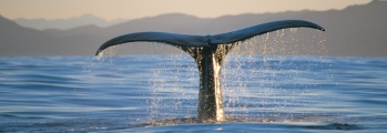 Kaikoura