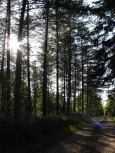 Sol og skov