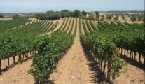 Land and grapes