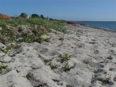 Stranden