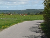 Bakker og køer