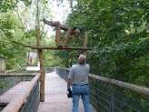 Höhenweg in den Bäumen