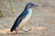 Blue penguin