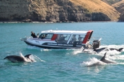 Akaroa dolphins
