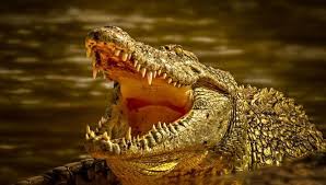 Tour Europas største reptilpark image