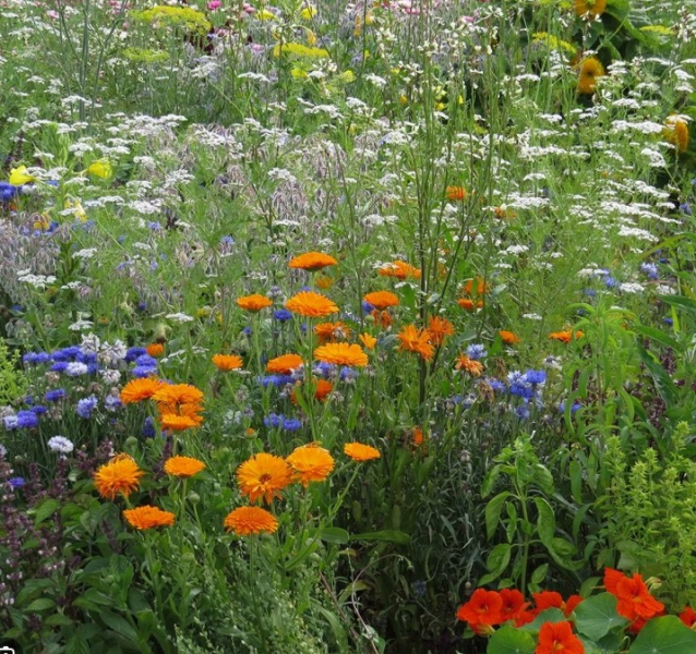 Tour Vande blomster i Haarby image