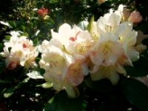 1.Rhododendron parken.km55.Tid1,18